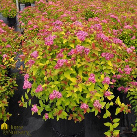 Growing Magic Carpet Japanese Spirea in Containers: A Complete Guide